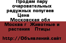 Продам пару очаровательных радужных попугаев › Цена ­ 2 000 - Московская обл., Москва г. Животные и растения » Птицы   